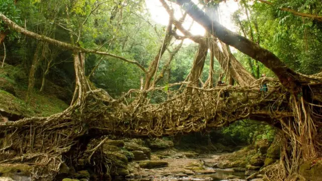 Puente hecho de raíces