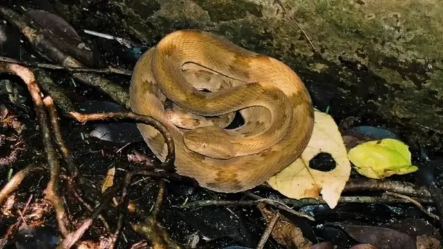 Tidak seperti spesies ular darat di Brasil, ular ini lebih kecil dan lebih elastis kulitnya.