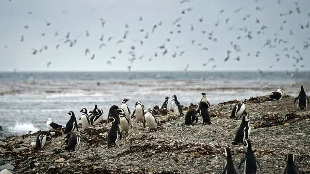 Pinguins na ilha Madalena