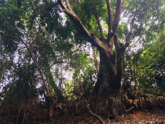 කෲඩියා සිලනිකා