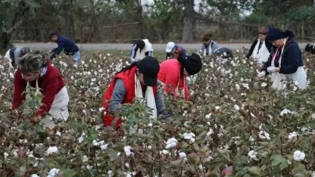 пахта терими