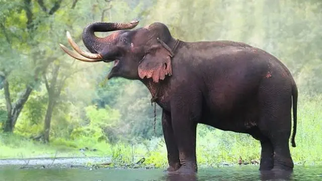 யானைகள்