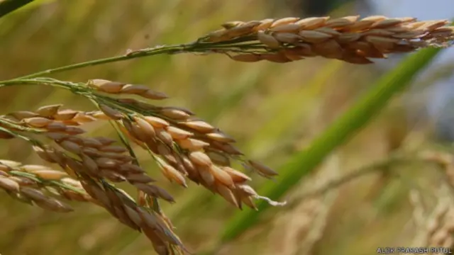 छत्तीसगढ़, किसान, न्यूनतम समर्थन मूल्य