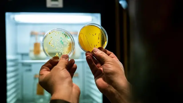 De Smed radi sa Gobetijem na izolovanju sojeva kvasca i bakterija te njihovom zamrzavanju