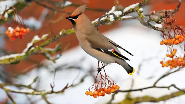 Simbirroo Waakswiing