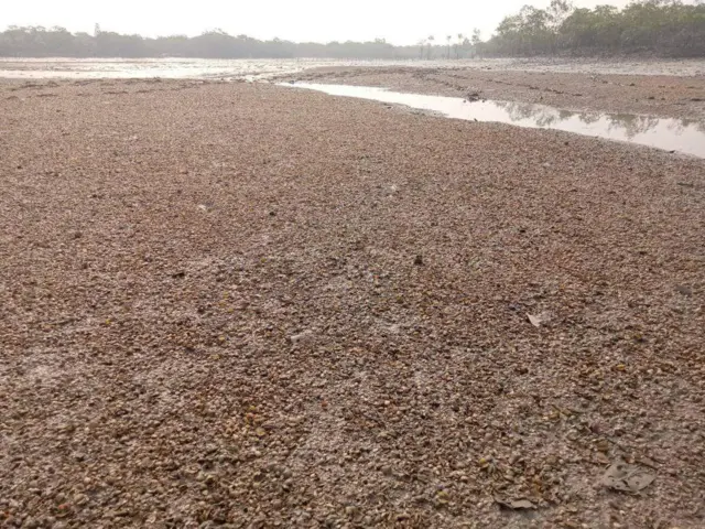 ၂၀၁၈ ခုနှစ်က ခုံးတွေသေဆုံးခဲ့တဲ့နေရာနဲ့ ပေ ၅၀၀ လောက်သာဝေးတဲ့ နေရာမှာ ခုံးတွေ အမြောက်အများထပ်မံသေဆုံးမှုဖြစ်ပွားတာဖြစ်