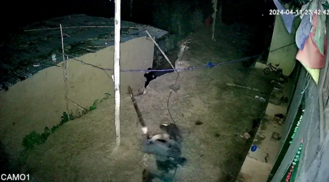 பல லட்சம் ரூபாய் மதிப்புள்ள மரத்தைக் குறிவைக்கும் கொள்ளையர்கள் - அப்படி அதில் என்ன இருக்கிறது?