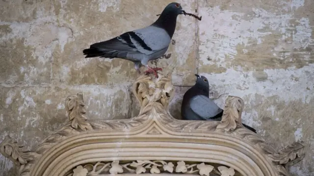 जासूस कबूतर