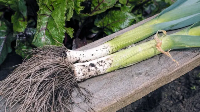 Лук-порей на деревянной скамейке