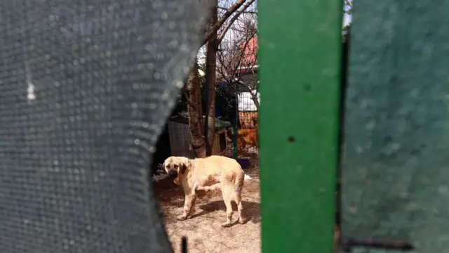 köpek
