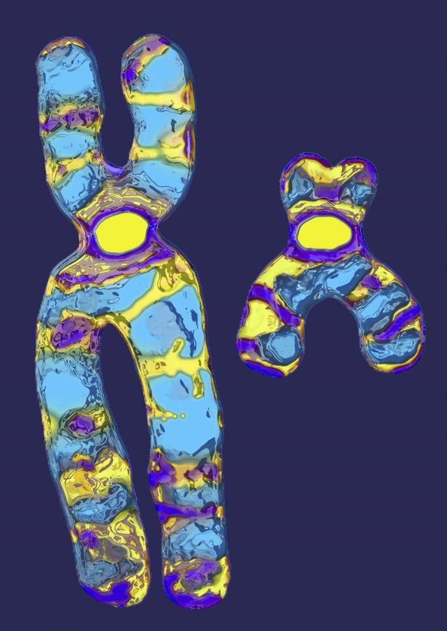 La 23e paire, ou chromosomes sexuels, est différente entre les hommes et les femmes. Cette image montre les deux copies du chromosome X chez les femmes.