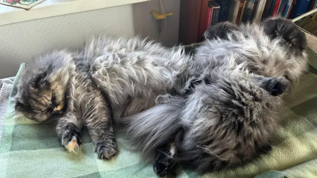 Коти на ковдрі