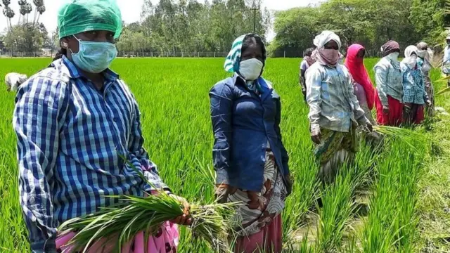 தமிழ்நாடு விவசாயிகள் குறுவை சாகுபடி 