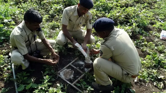 చెరకుతోటల్లో చిరుత పులుల పాదముద్రలు పరిశీలిస్తున్న అటవీ సిబ్బంది
