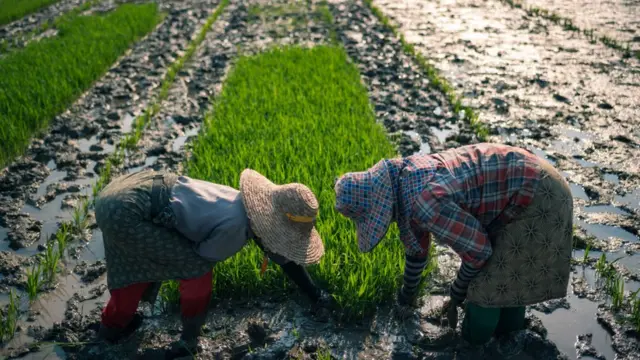 လာမယ့်မိုးစပါးစိုက်ဖို့ပြင်ဆင်စရိတ်တွေ ကြီး နေသလို ချေးငွေတွေပြန်ဆပ်ဖို့ကလည်း ရှိနေတာပါ။