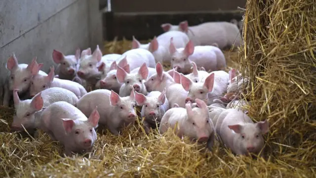 સાંકેતિક તસ્વીર