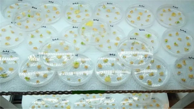 నమూనాలు