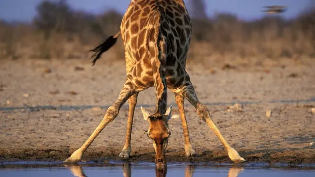 Girafe