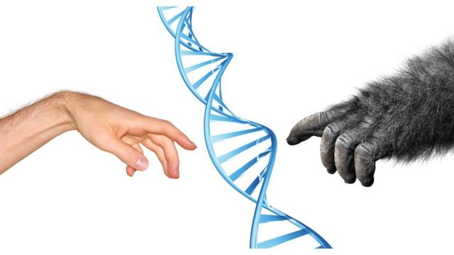 Рука человека, рука обезьяны и спираль ДНК.