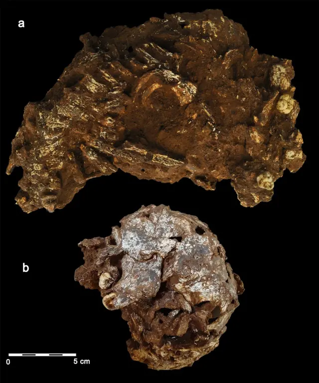 В Африці знайшли найдавнішу могилу дитини. Їй 78 тисяч років