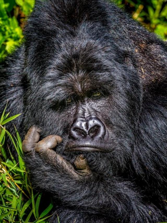 Gorila Mgahinga segurando sua cabeça no Parque Nacional de Uganda