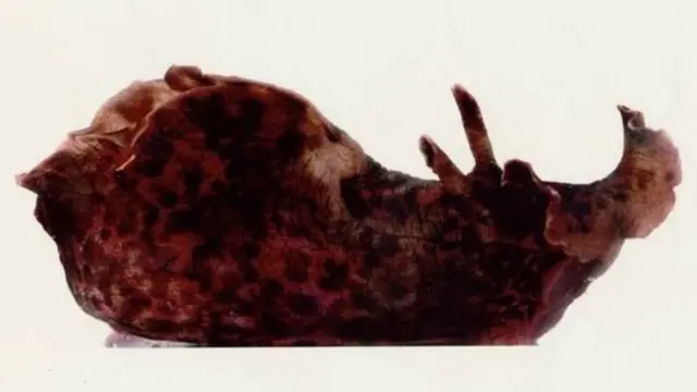 நினைவுகளை கூடுவிட்டு கூடு பாய வைக்கும் புதிய ஆய்வு