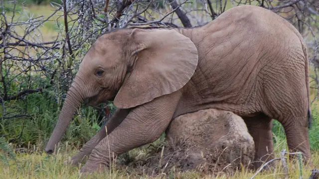 Elefante rascándose