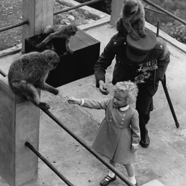 上世纪50年代，英国公主安妮访问直布罗陀，在英军军官陪同下逗小猴玩耍