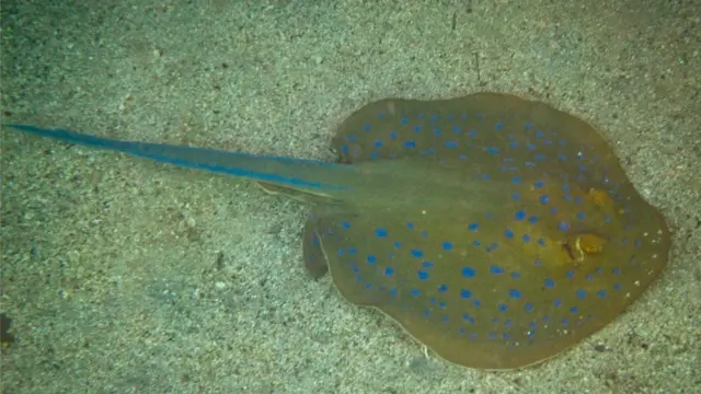 Червоне море