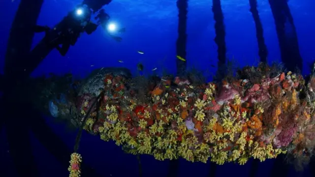 Підводна частина конструкцій стає безпечним і зручним середовищем існування морських видів