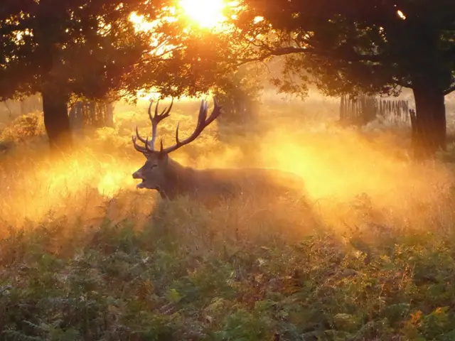 Stag in Richmond Park