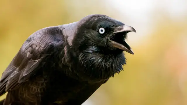 Jackdaw