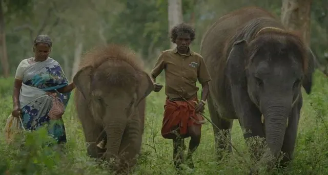 யானை, ஆவணப்படம், முதுமலை