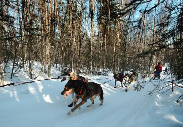 टुंड्रा, कनाडा, फ़ाइल फ़ोटो