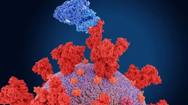 कोरोना, लांब्डा