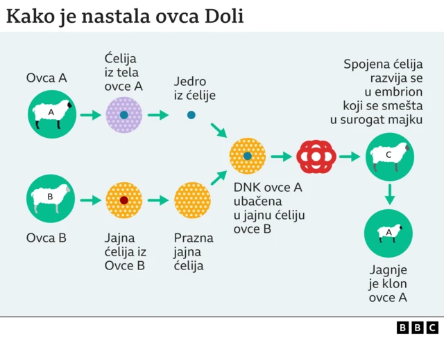 ovca Doli, kloniranje, Kako je klonirana ovca Doli