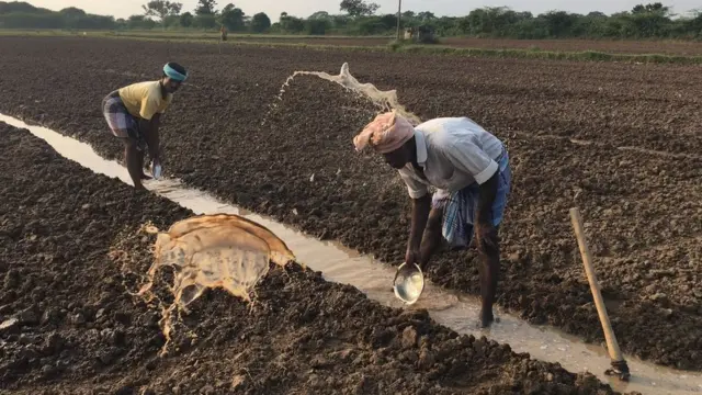 டெல்டா பகுதியில் சுமார் 12 லட்சம் ஏக்கர் நிலங்கள் காவிரி நீரை நம்பியிருக்கின்றன.