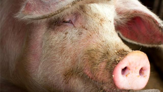 Некоторые ученые пытаются выращивать человеческие органы в организмах свиней