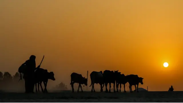 প্রতিটি বাড়িতে কমপক্ষে দুটি করে আবার কিছু কিছু বাড়িতে ৬০ থেকে ৭০টি গরুর পালও রয়েছে।