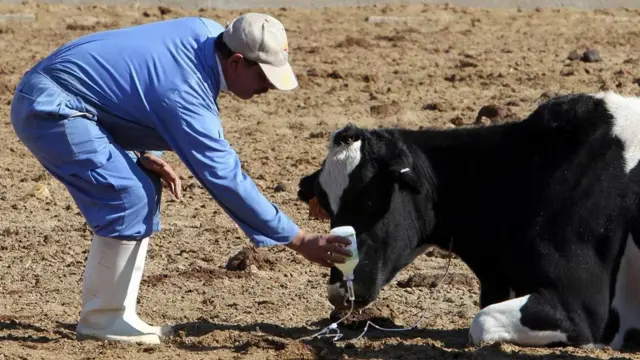 عامل في مزرعة مع إحدى الأبقار