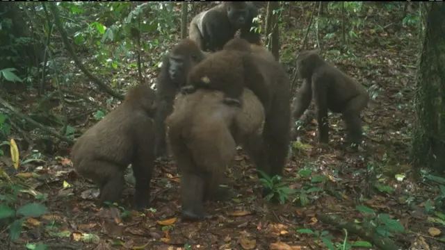 Cross River gorillas and their infants captured by a remote camera trap are seen in Mbe Mountains, Nigeria June 22, 2020. Picture taken June 22, 2020