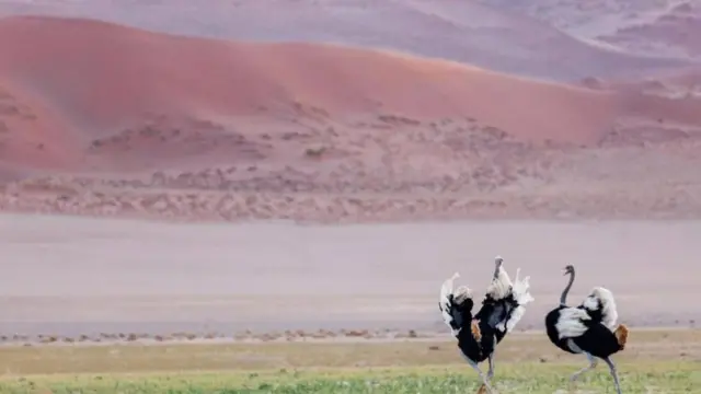 دنیا کے سب سے قدیمی ریگستان