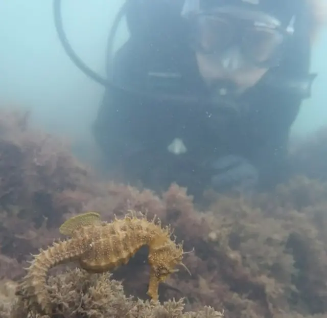 கடல் குதிரை