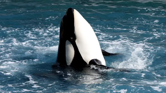 कीलर व्हेल