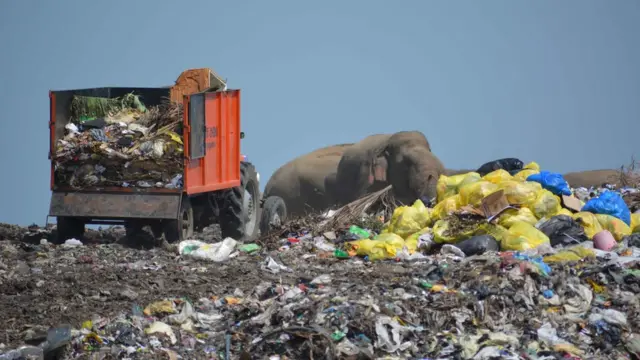 யானைகள்