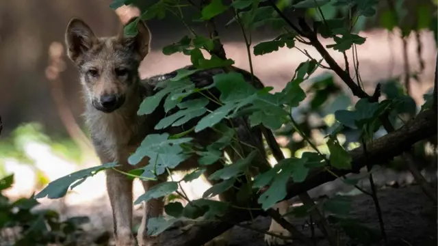 अमरीका के छोटे भेड़िए