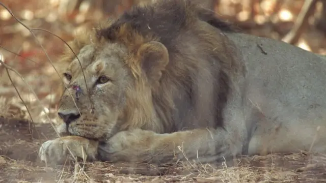 ગીરના સિંહની તસવીર