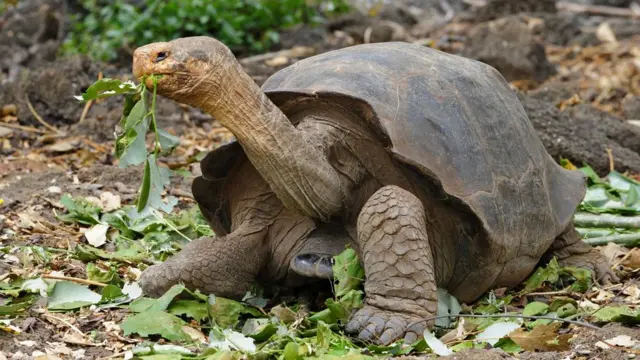 Tartaruga gigante do Equador