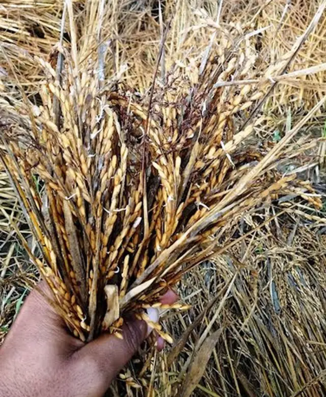 धान उम्रियो