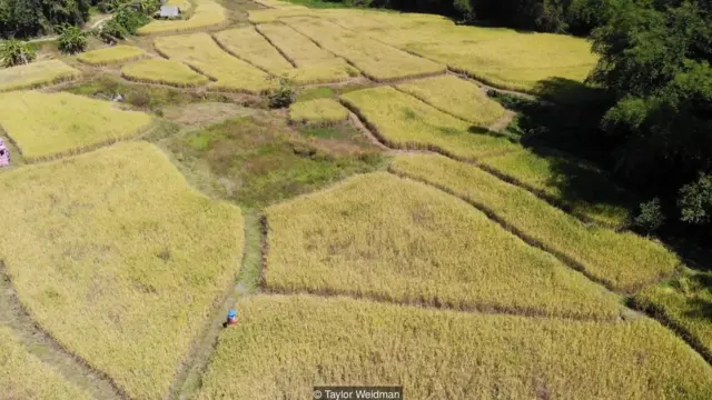 कीड़ों का कारोबार